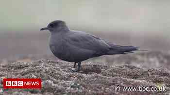 Breeding seabird numbers in Scotland almost halved since 1980s