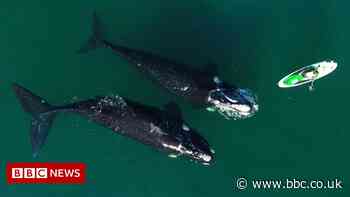 Paddle boarder's close encounter with two curious whales