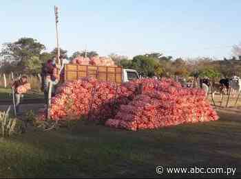En Ybytymí comercializan en finca primera partida de 135.000 kilos de cebolla - ABC Color