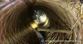 Senior Dog Rescued by Firefighters After Falling Into Abandoned Well and Treading Water for Four Hours