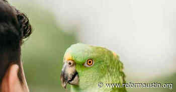 Bruno, Texas Latest Star - Reform Austin