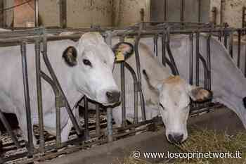 Riva presso Chieri ospita la Rassegna Zootecnica del vitello piemontese - LoScopriNotizie