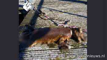 Dode jonge hond met lint om nek in buitenbad Sloterparkbad aangetroffen - Blik op nieuws