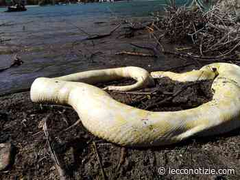 Un pitone di quattro metri ritrovato morto nella foce del Mera - Lecco Notizie