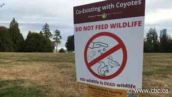 If you are upset about coyotes being killed in Vancouver, help prevent wildlife feeding, say experts