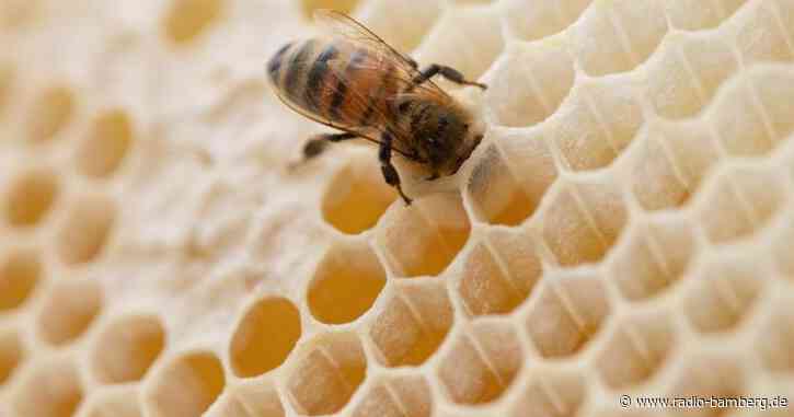 Schlechte Honigernte nach verregnetem Frühjahr in Bayern