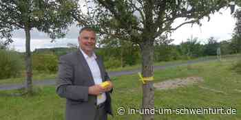 Aktion Gelbes Band: Städtische Obstbäume in Volkach können wieder kostenfrei abgeerntet werden – Lokale Nachrichten aus Stadt und Landkreis Schweinfurt - inUNDumSCHWEINFURT_DE