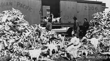 Whither the bison: What happened to the Prairies' once-mighty herds?