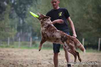 “De Dag van de hond” wil het Tommorrowland voor de viervoeters worden
