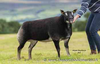 Hackney Beyonce tops Badgerfaced Texels at Carlisle sale - The Scottish Farmer