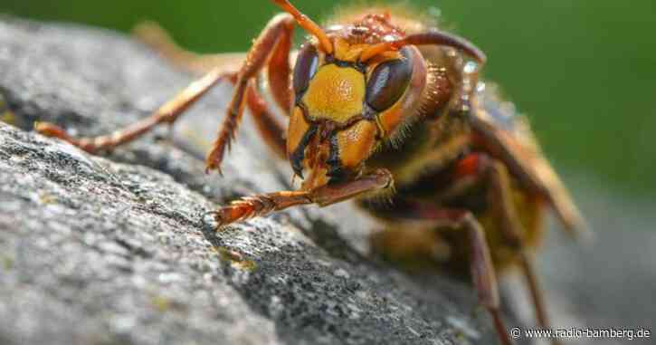 Aggressive Hornissen attackieren Mutter mit Kleinkind
