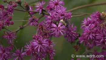 Changes at Bernheim Forest said to make it more inclusive - WDRB