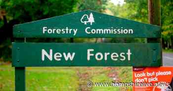 The 10 best things to do in the New Forest according to TripAdvisor - Hampshire Live