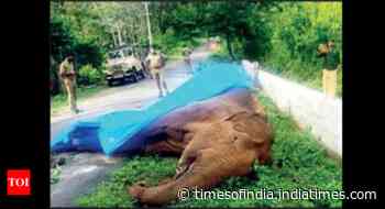46 jumbos died in 3 years in Nilambur: Kerala Forest Research Institute study - Times of India
