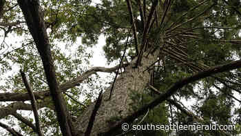 The Unlikely Partnership Supporting South Seattle Youth Through Forest Science - southseattleemerald.com