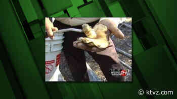 Forest Service moves from permits to authorizing letters for Matsutake mushroom season - KTVZ