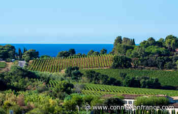 Too soon to assess impact of forest fire on French rosé harvest - The Connexion