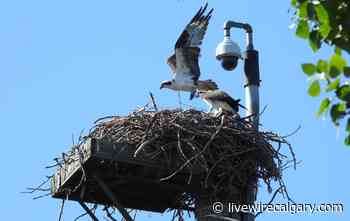 From the brink: How Calgary got their osprey back - LiveWire Calgary