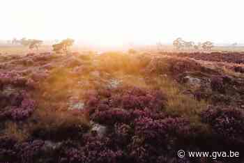 VIDEO. Prachtige beelden: Kalmthoutse Heide vanuit de lucht - Gazet van Antwerpen