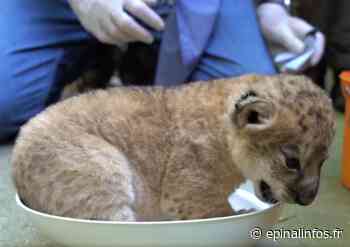 Région - Deux lionceaux nés sous les yeux des visiteurs [vidéo] - Epinal infos - Epinal Infos