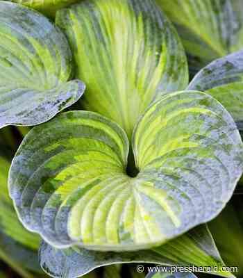 Maine Gardener: Hosta pushing out its neighbors? Iris ailing? - pressherald.com