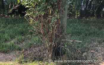 Ask the Master Gardener: Add water when clematis plants are browning from the bottom up - Brainerd Dispatch