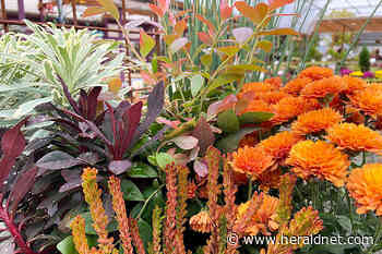 Fall foliage tops the gardener's to-do list for September | HeraldNet.com - The Daily Herald