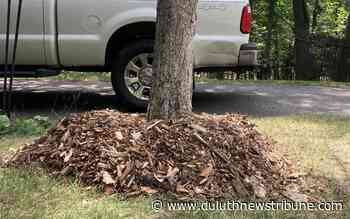 Ask a Master Gardener: Mulch volcanoes can kill trees - Duluth News Tribune