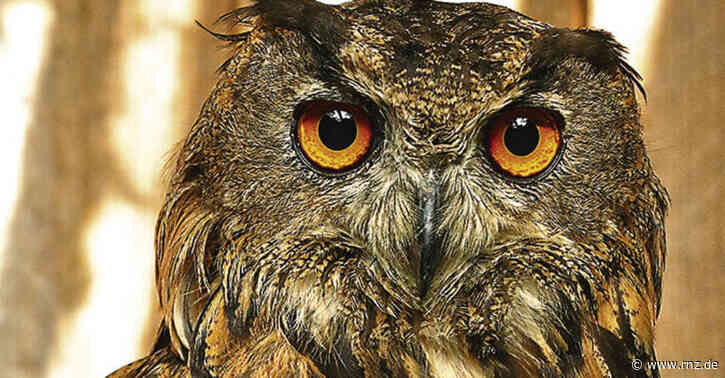 Mannheim:  Uhu ausgewildert – aber nicht in Mannheim (Update)