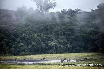 Evaluer et financer le stockage de CO2: la forêt gabonaise en exemple