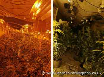 Almost 500 cannabis plants discovered by police at house in Accrington