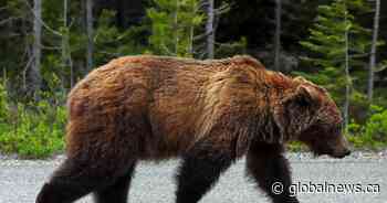 Kananaskis Country trail closed after grizzlies spotted: Alberta Parks