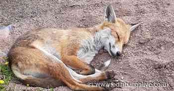 Watch Foxes tear up an Edinburgh gardener's Scotch Bonnet pepper patch - Edinburgh Live