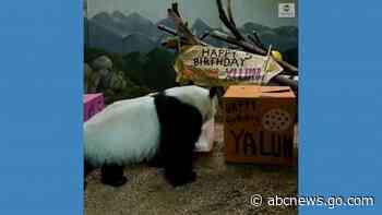 WATCH:  Panda twins celebrate birthday at Atlanta zoo