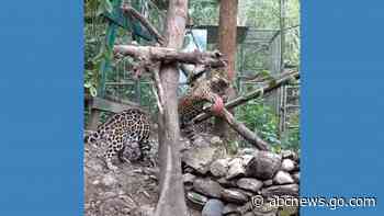WATCH:  Rescued jaguar enjoys playtime at animal shelter