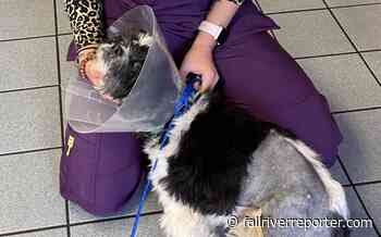 Fall River's "Forever Paws" update on "Pip," the abused dog that needed an amputation - Fall River Reporter