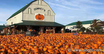 There's a massive pumpkin festival near Toronto opening this month - blogTO