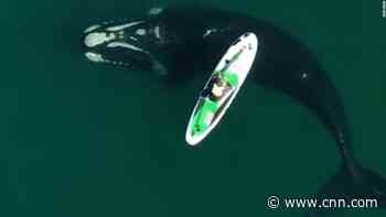 See whales approach a paddle boarder in Argentina