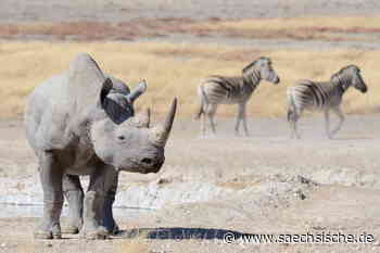 Kleiner Sender aus Dresden rettet Nashörner - Sächsische.de