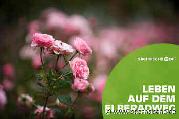 Dresden: Das Rosenparadies am Elberadweg | Sächsische.de - Sächsische.de