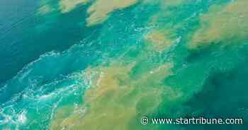 Divers identify broken pipeline as source of Gulf oil spill