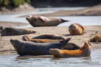 Thriving seal population shows Thames is 'full of life' - Dudley News