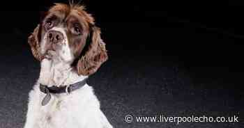 Police dog Dudley sniffs out rucksack full of drugs and cash linked to suspected dealer - Liverpool Echo