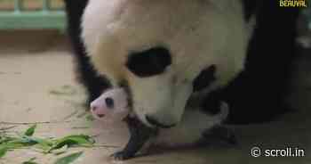 Watch: Baby pandas show what having a good time means, at Beauval Zoo in St Aignan, France - Scroll.in