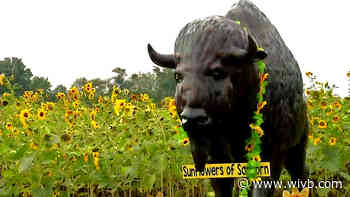 Sunflowers of Sanborn closes for the season Monday