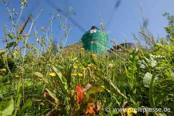 Am Schlosshang wuchert das Unkraut - Freie Presse