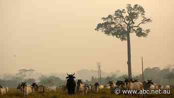 World's biggest beef exporter Brazil sidelined by mad cow disease