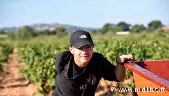 Frontignan : les vendanges en images sur une parcelle du Domaine Peyronnet - Midi Libre