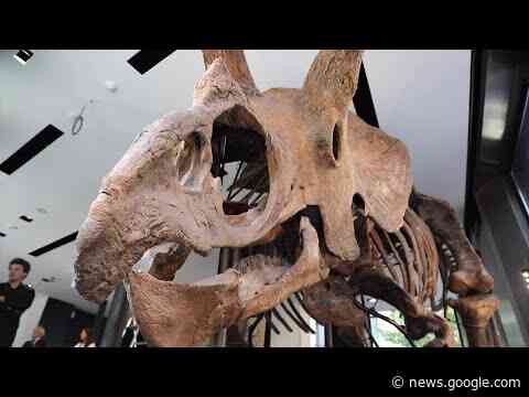 Triceratops skeleton to go under the hammer - Reuters