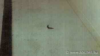 Victoria's Chief Health Officer Brett Sutton says he stands by decision to close I Cook Foods - ABC News